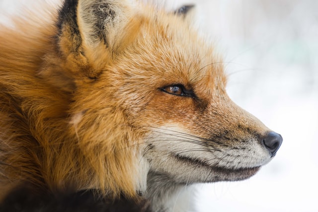 FinGarde Fox Risk Hunter Prey